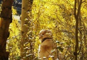 Lisa Bova & Maya in Aspens in Wakefield