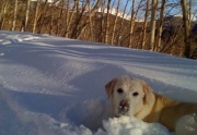 Maya in the snow on Boreas Pass