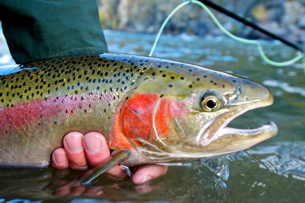 rainbow trout population recovery