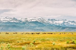 The Knorr ranch